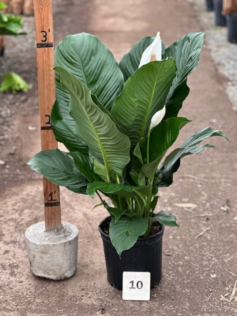 28703_10 Spathiphyllum Crystal_IMG_5832