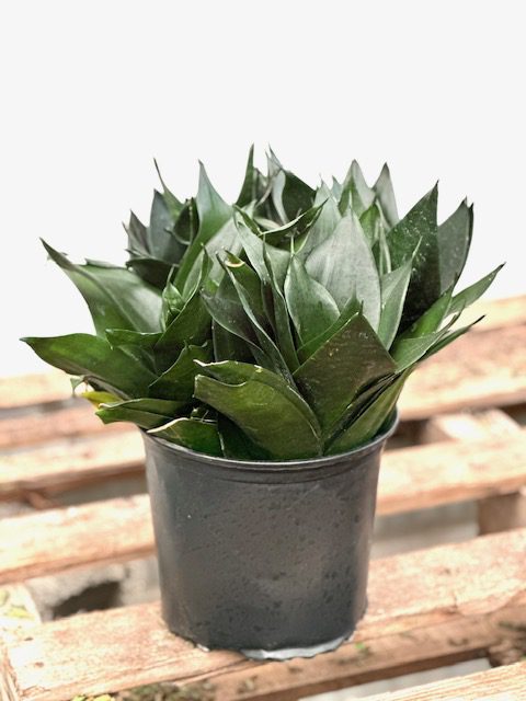 36677_8 Sansevieria Hahnii Jade_IMG_8296 (2)