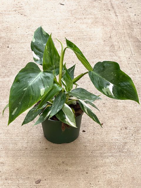 36974_6 Philodendron White Princess_IMG_5466 (2)