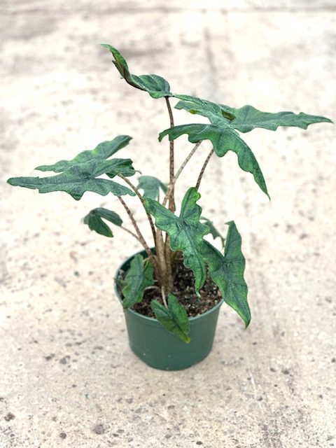 36975_6 Alocasia Jacklyn_IMG_5458