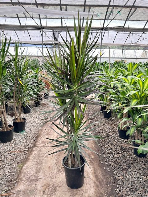 36976_12 Dracaena Magenta, CB, 6, 5p_IMG_8663