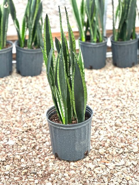 38119_09 Sansevieria Silver Flame_IMG_7100