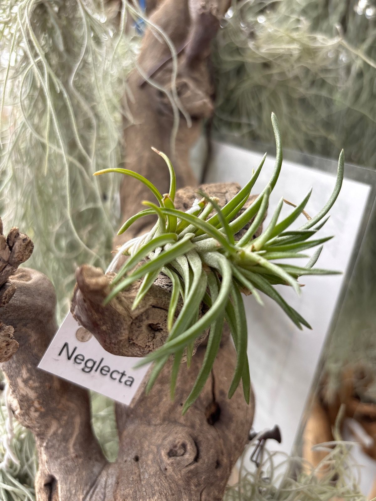 38239-tillandsia-neglecta-medium-image