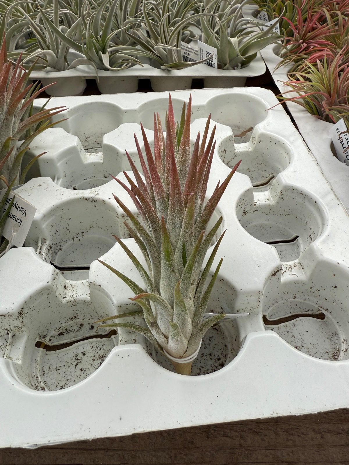 38825-tillandsia-ionantha-vanhyngii-medium-img_3727