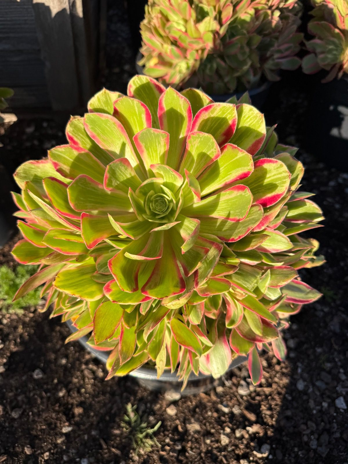 38831-10-5g-aeonium-pink-lady-img_0894